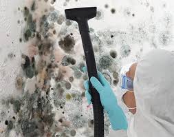 Best Black Mold Removal in USA